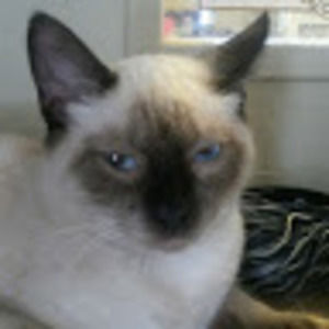 Meet your Posher, Sofia